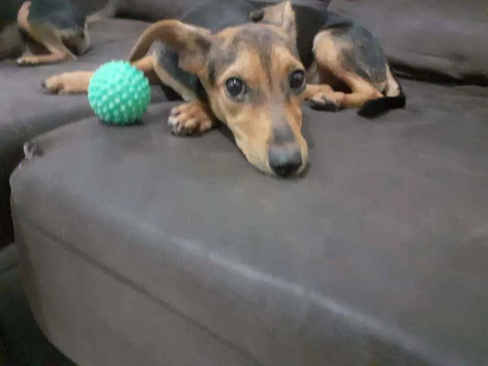 Cachorro raça SRD idade 7 a 11 meses nome Amelinha