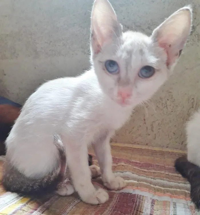 Gato raça SRD-ViraLata idade 2 a 6 meses nome BETINHA