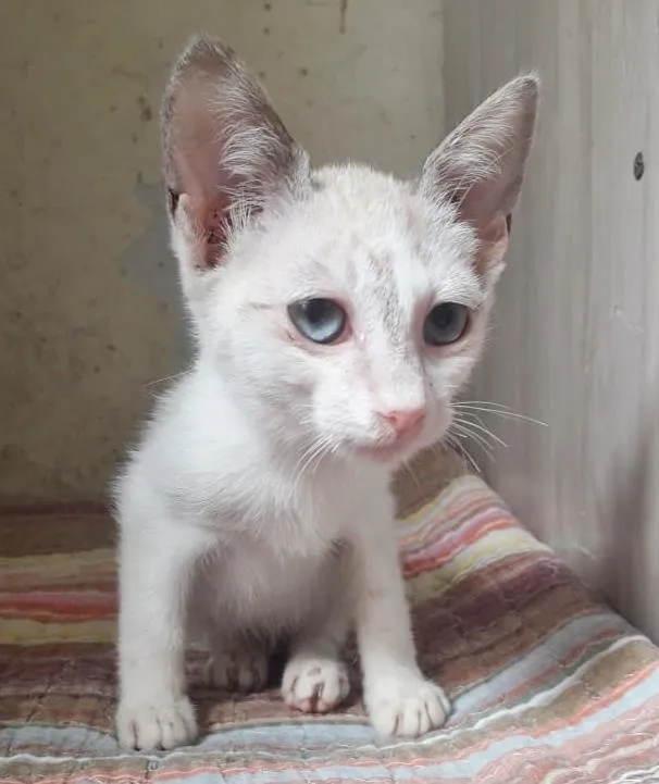 Gato raça SRD-ViraLata idade 2 a 6 meses nome BETINHA