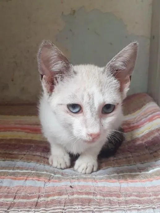 Gato raça SRD-ViraLata idade 2 a 6 meses nome BETINHA