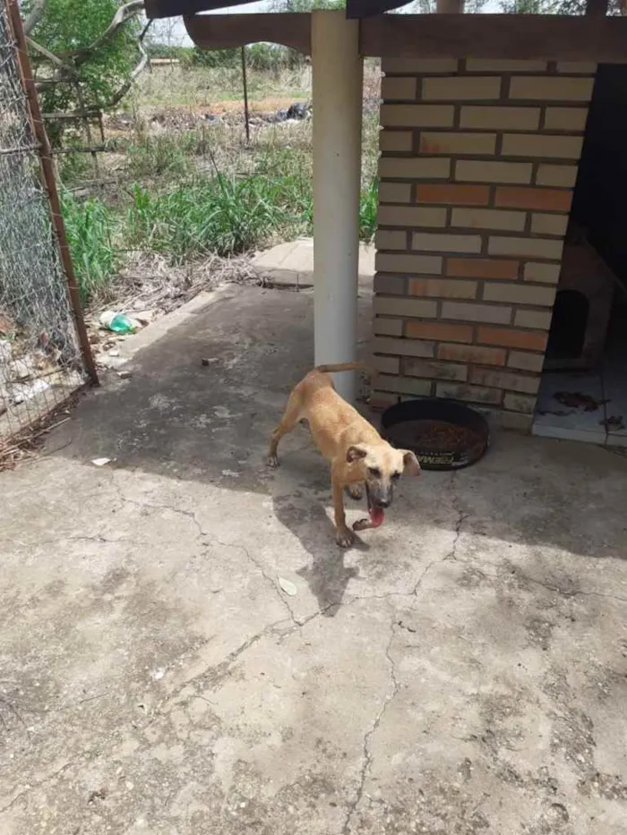 Cachorro raça SRD idade 7 a 11 meses nome Jade