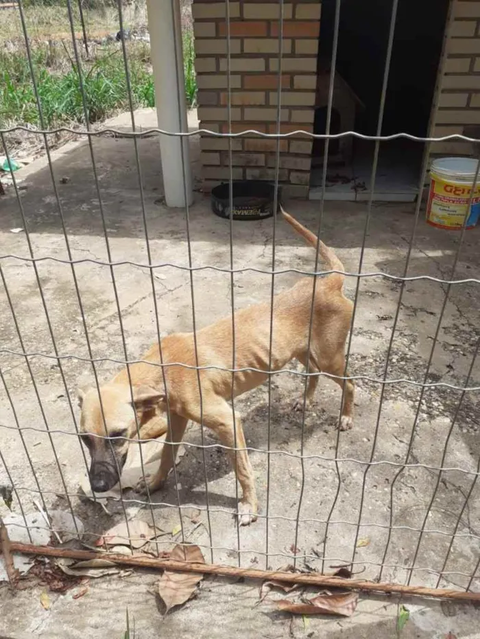 Cachorro raça SRD idade 7 a 11 meses nome Jade