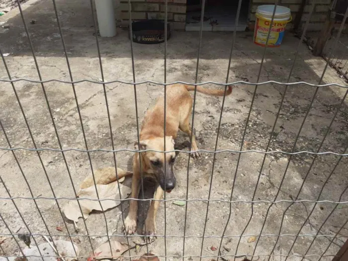 Cachorro raça SRD idade 7 a 11 meses nome Jade