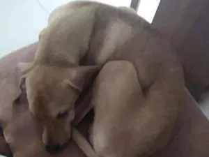 Cachorro raça Vira lata idade 7 a 11 meses nome Petruckio