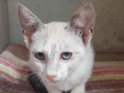 Gato raça SRD-ViraLata idade 2 a 6 meses nome BETINHA