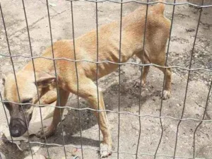 Cachorro raça SRD idade 7 a 11 meses nome Jade