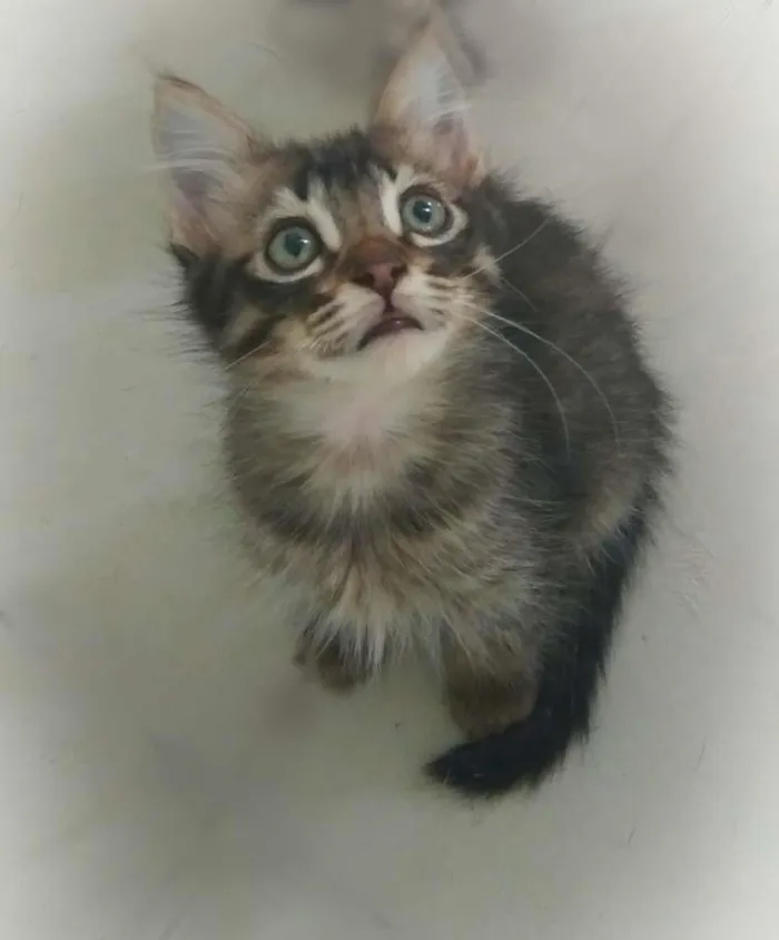 Gato ra a SRD-ViraLata idade 2 a 6 meses nome Fred