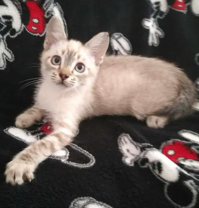 Gato ra a SRD-ViraLata idade 2 a 6 meses nome Fred