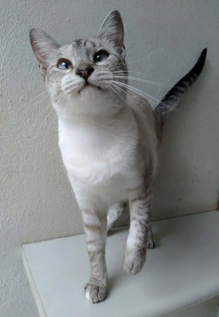 Gato ra a srd idade 1 ano nome Lourdes