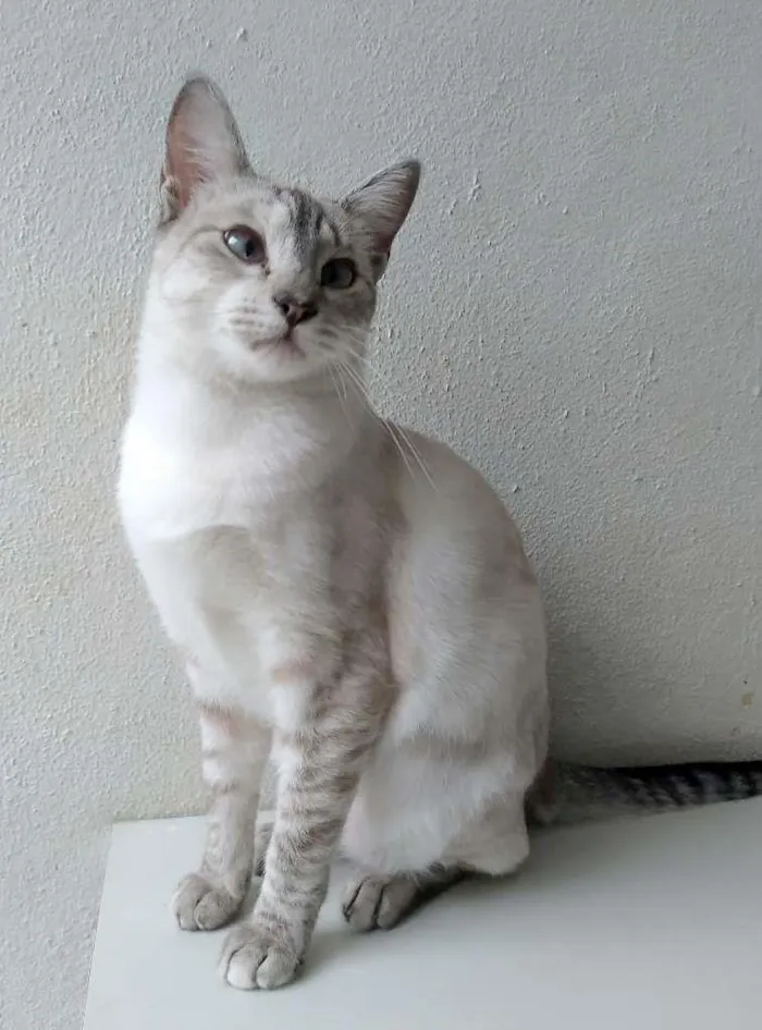 Gato ra a srd idade 1 ano nome Lourdes