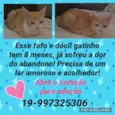 Sorvete