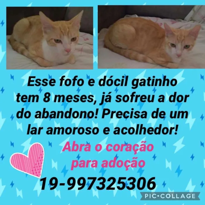 Gato ra a RND idade 7 a 11 meses nome Sorvete