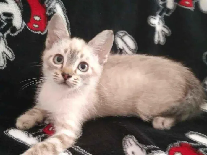 Gato ra a SRD-ViraLata idade 2 a 6 meses nome Fred