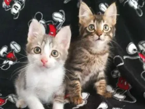 Gato raça srd idade 2 a 6 meses nome Fred