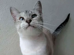 Gato raça srd idade 1 ano nome Lourdes