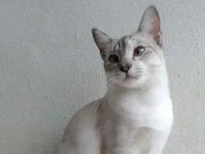 Gato raça srd idade 1 ano nome Lourdes
