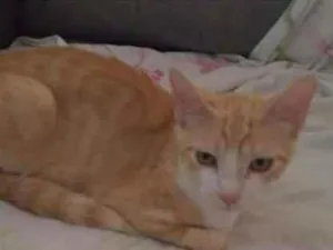 Gato raça RND idade 7 a 11 meses nome Sorvete