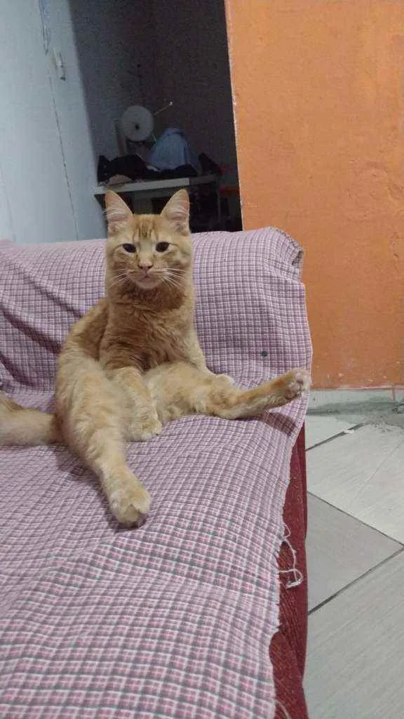 Gato ra a Rnd idade 1 ano nome Simba