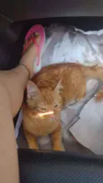 Simba
