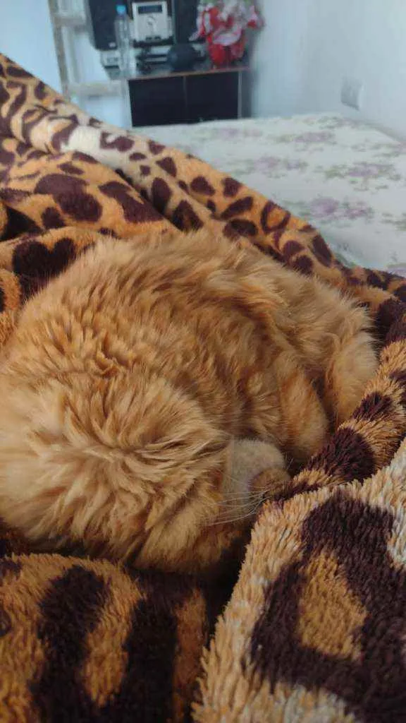 Gato ra a Rnd idade 1 ano nome Simba