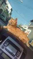 Simba