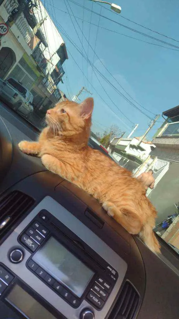 Gato ra a Rnd idade 1 ano nome Simba