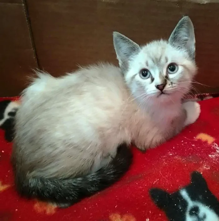 Gato ra a srd idade 2 a 6 meses nome Leopoldo