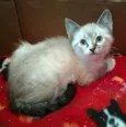 Leopoldo