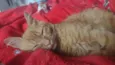 Simba