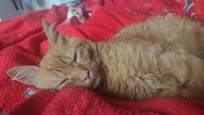 Gato ra a Rnd idade 1 ano nome Simba