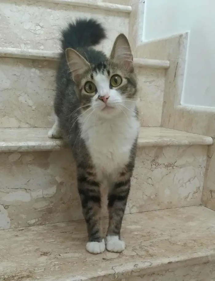 Gato ra a srd idade 7 a 11 meses nome Raquel
