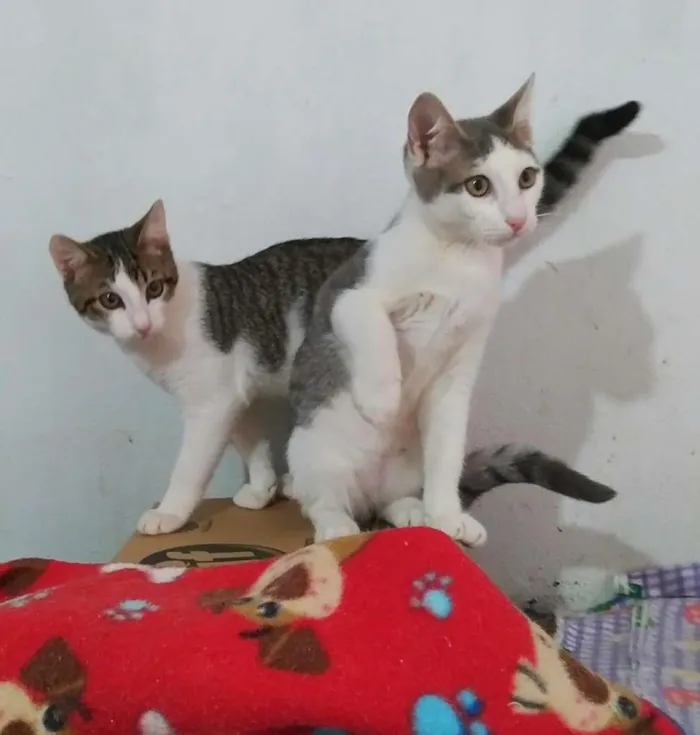 Gato ra a srd idade 2 a 6 meses nome Murilo & marcel