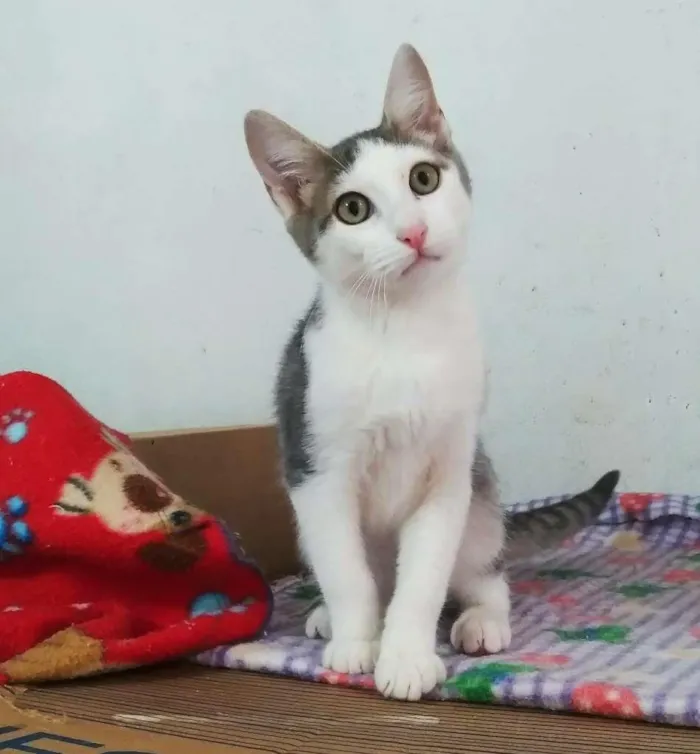 Gato ra a srd idade 2 a 6 meses nome Murilo & marcel
