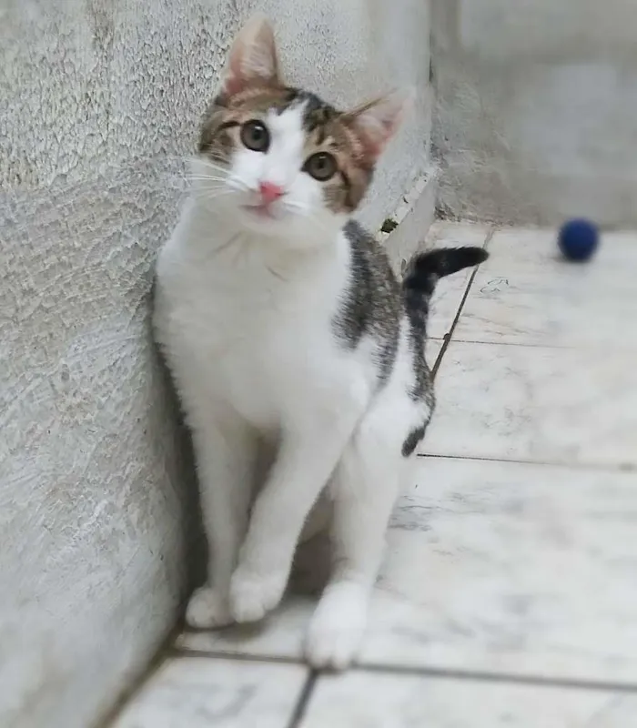 Gato ra a srd idade 2 a 6 meses nome Murilo & marcel