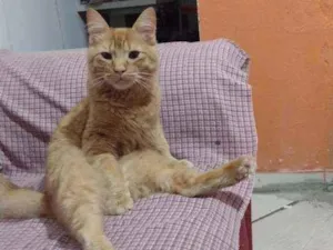Gato raça Rnd idade 1 ano nome Simba