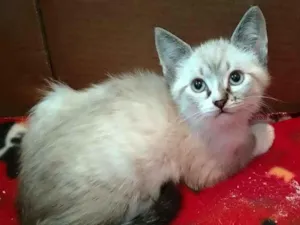 Gato raça srd idade 2 a 6 meses nome Leopoldo