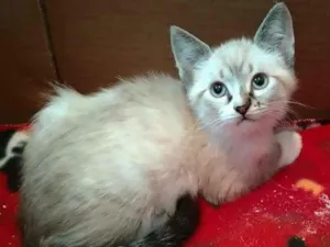Gato raça srd idade 2 a 6 meses nome Leopoldo