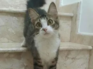 Gato raça srd idade 7 a 11 meses nome Raquel