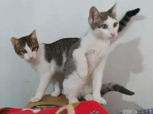 Gato raça srd idade 2 a 6 meses nome Murilo & Marcel
