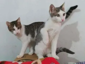 Gato raça srd idade 2 a 6 meses nome Murilo & marcel