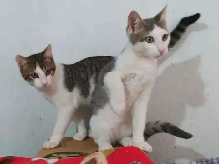 Gato ra a srd idade 2 a 6 meses nome Murilo & marcel