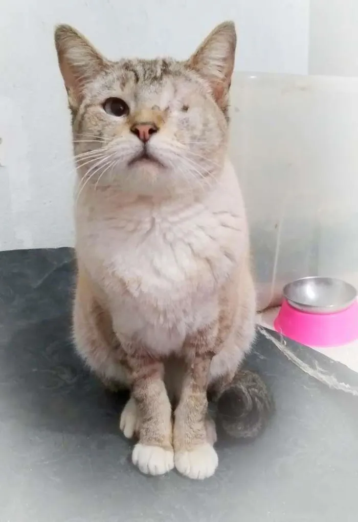 Gato ra a srd idade 2 anos nome Vitoria