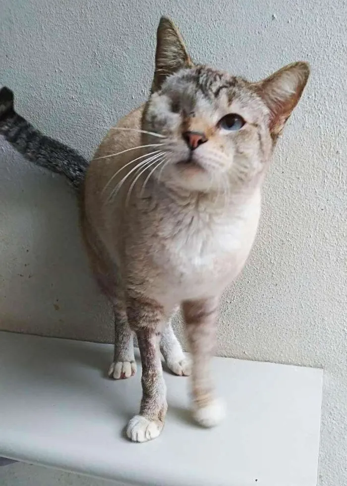 Gato ra a srd idade 2 anos nome Vitoria