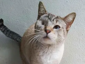 Gato raça srd idade 2 anos nome Vitoria