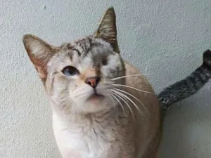 Gato raça srd idade 2 anos nome Vitoria