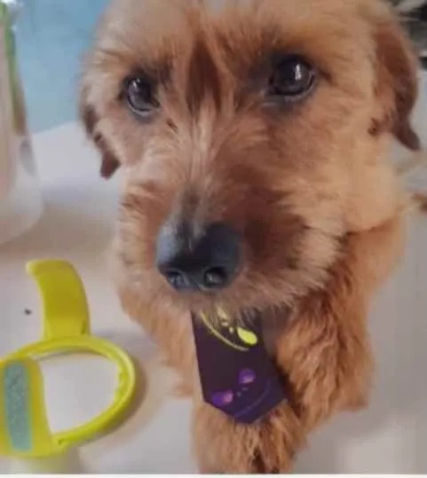 Cachorro raça Mestiço  idade 1 ano nome Rex 