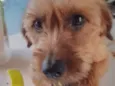 Cachorro raça Mestiço  idade 1 ano nome Rex 