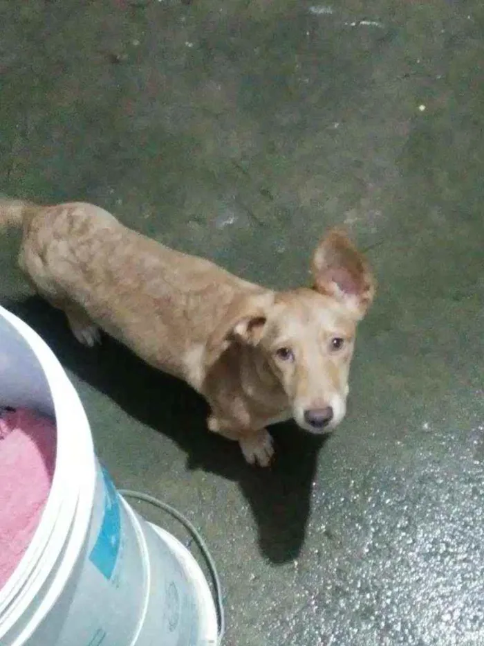 Cachorro ra a Maneto idade 7 a 11 meses nome Caramelo