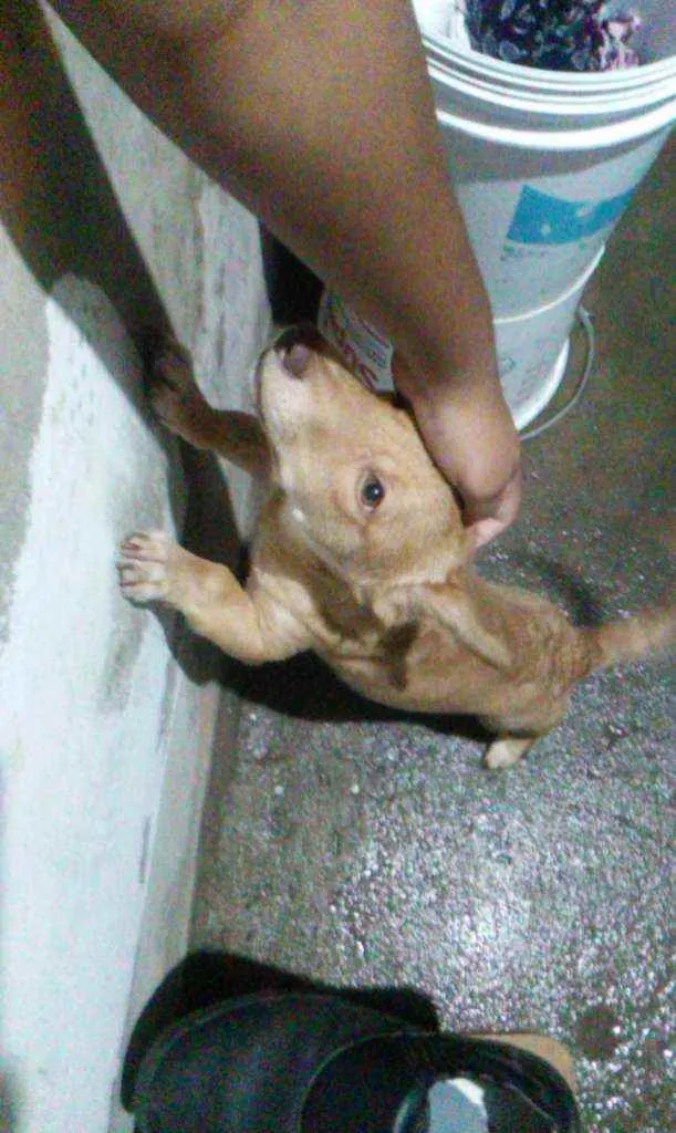 Cachorro ra a Maneto idade 7 a 11 meses nome Caramelo