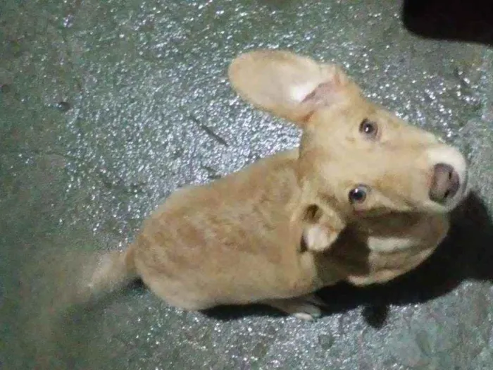 Cachorro ra a Maneto idade 7 a 11 meses nome Caramelo